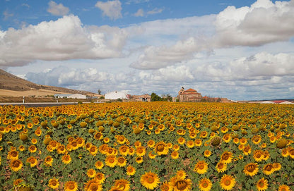 Hopi Sunflower (Helianthus annuus) Seeds – 50 ct