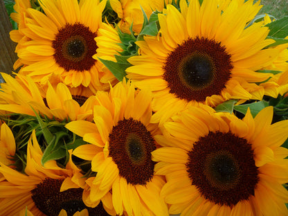Hopi Sunflower (Helianthus annuus) Seeds – 50 ct