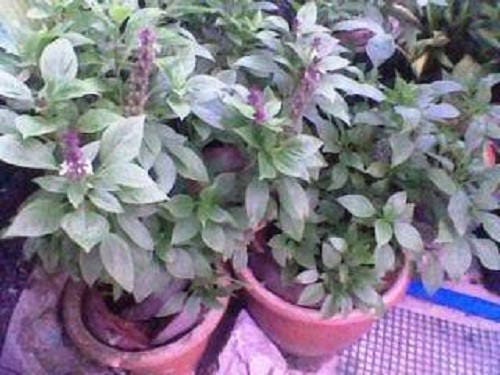 Persian Anise Basil (Ocimum basilicum) Seeds – 500 ct
