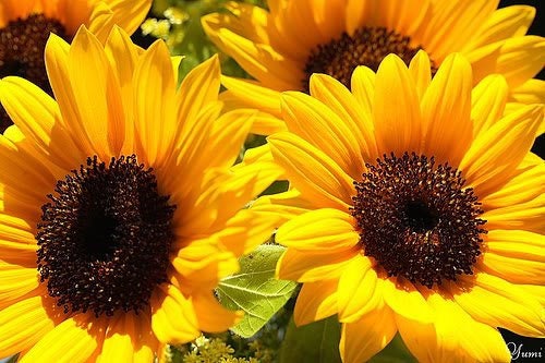 25 Ebony and Gold (Helianthus Annuus) Seeds