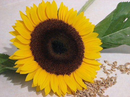 25 Ebony and Gold (Helianthus Annuus) Seeds