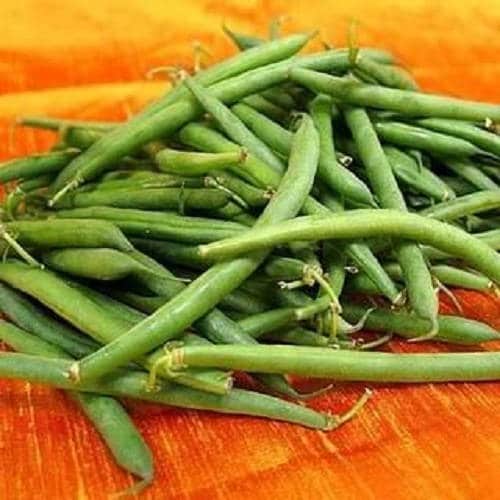 50 Tendergreen Green Bean (Phaseolus Vulgaris) Seeds