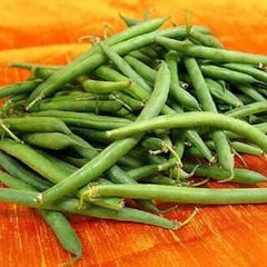 50 Tendergreen Green Bean (Phaseolus Vulgaris) Seeds