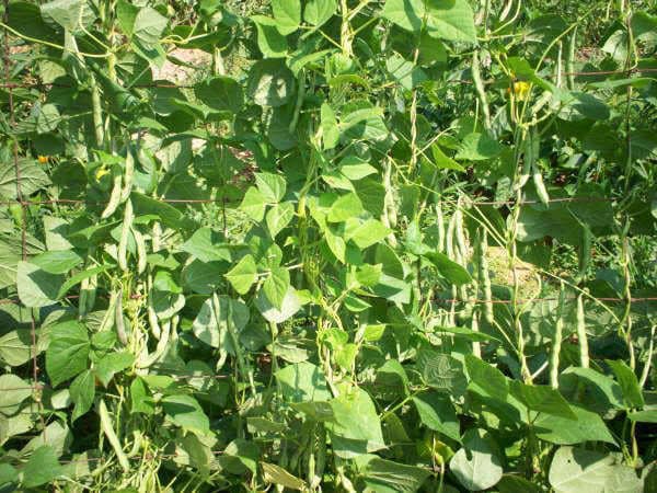 50 Tendergreen Green Bean (Phaseolus Vulgaris) Seeds