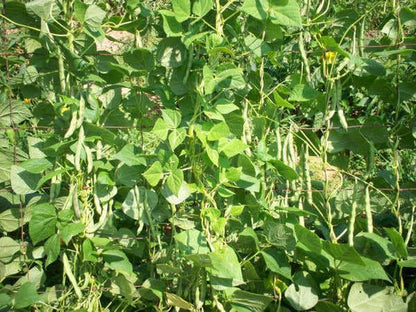 50 Tendergreen Green Bean (Phaseolus Vulgaris) Seeds