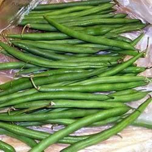 50 Tendergreen Green Bean (Phaseolus Vulgaris) Seeds
