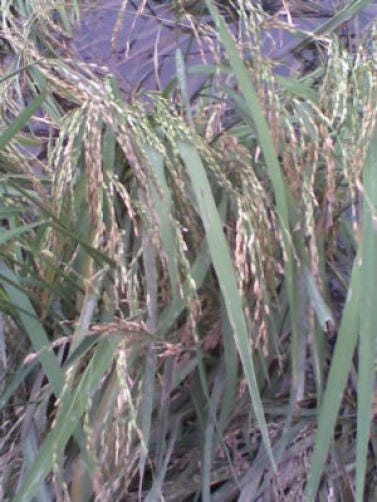 100 Long Grain Rice (Oryza Sativa) Seeds