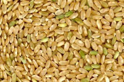 100 Long Grain Rice (Oryza Sativa) Seeds