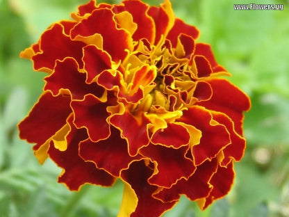 500 Pot Marigold (Calendula Officinalis) Seeds
