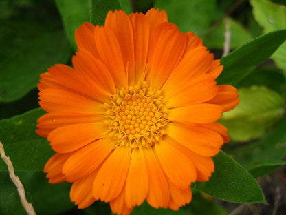 500 Pot Marigold (Calendula Officinalis) Seeds