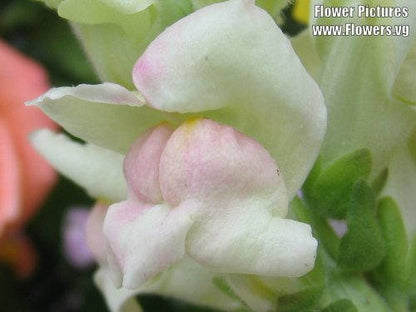 2000 NORTHERN LIGHTS Mix SNAPDRAGON Linaria Maroccana Flower Seeds