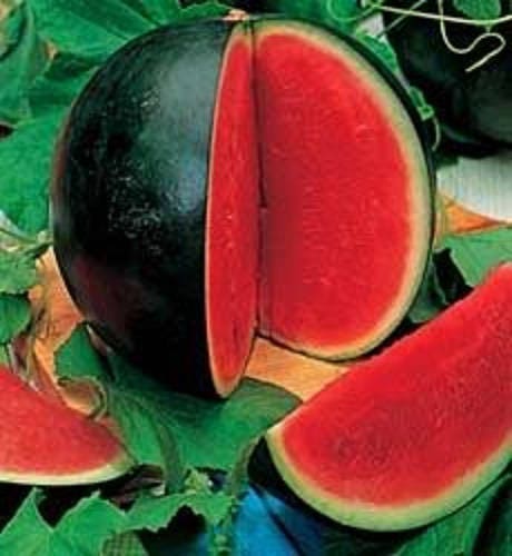 100 Sugar Baby Watermelon (Citrullus lanatus) Seeds