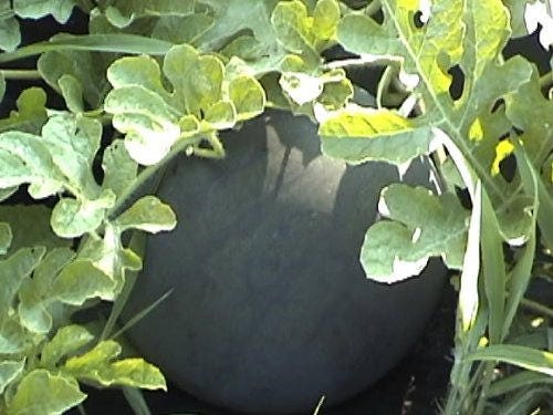 100 Sugar Baby Watermelon (Citrullus lanatus) Seeds