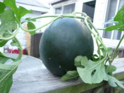 100 Sugar Baby Watermelon (Citrullus lanatus) Seeds