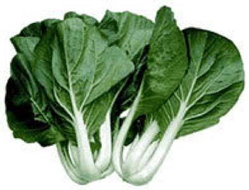 2000 Canton Pak Choi (Bok Choy / Chinese Cabbage) (Brassica Rapa Chinensis) Seeds