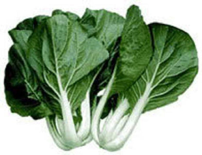 2000 Canton Pak Choi (Bok Choy / Chinese Cabbage) (Brassica Rapa Chinensis) Seeds