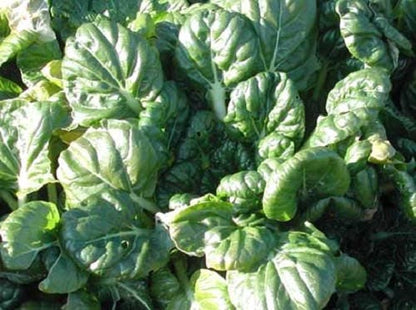 2000 Canton Pak Choi (Bok Choy / Chinese Cabbage) (Brassica Rapa Chinensis) Seeds