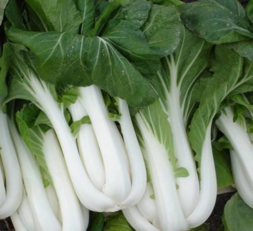 2000 Canton Pak Choi (Bok Choy / Chinese Cabbage) (Brassica Rapa Chinensis) Seeds