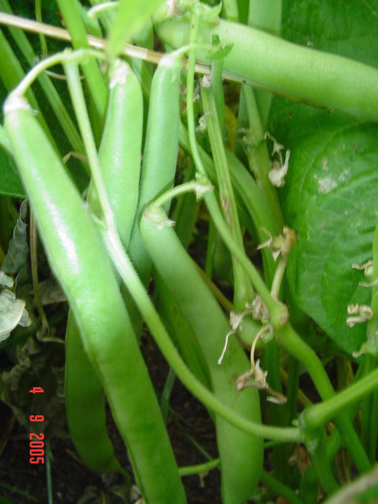 40 Green Bean "Provider" (Phaseolus Vulgaris) Seeds