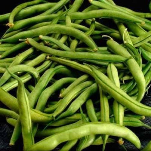 40 Green Bean "Provider" (Phaseolus Vulgaris) Seeds