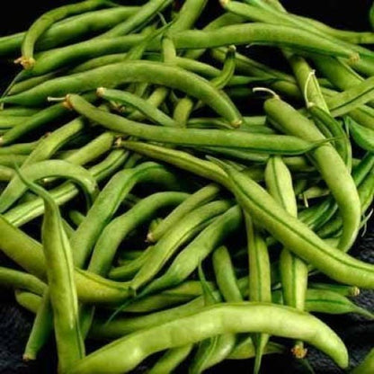 40 Green Bean "Provider" (Phaseolus Vulgaris) Seeds