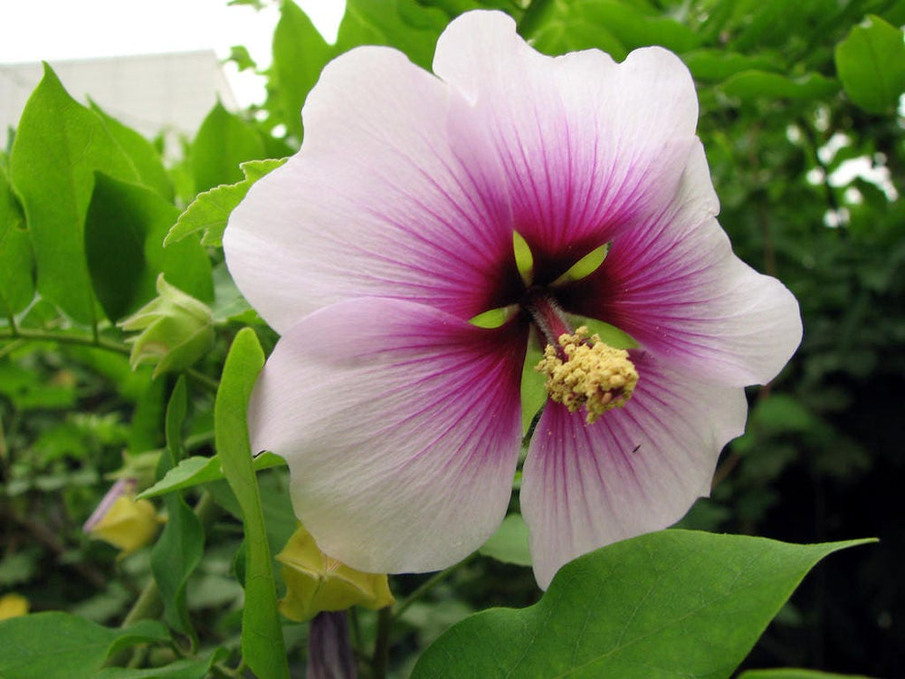 200 Rose Mallow (Hibiscus Lavatera Trimestris) Seeds
