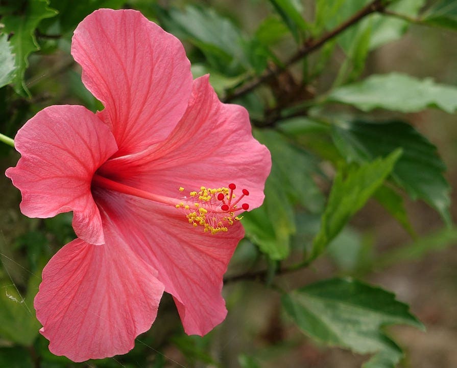 200 Rose Mallow (Hibiscus Lavatera Trimestris) Seeds