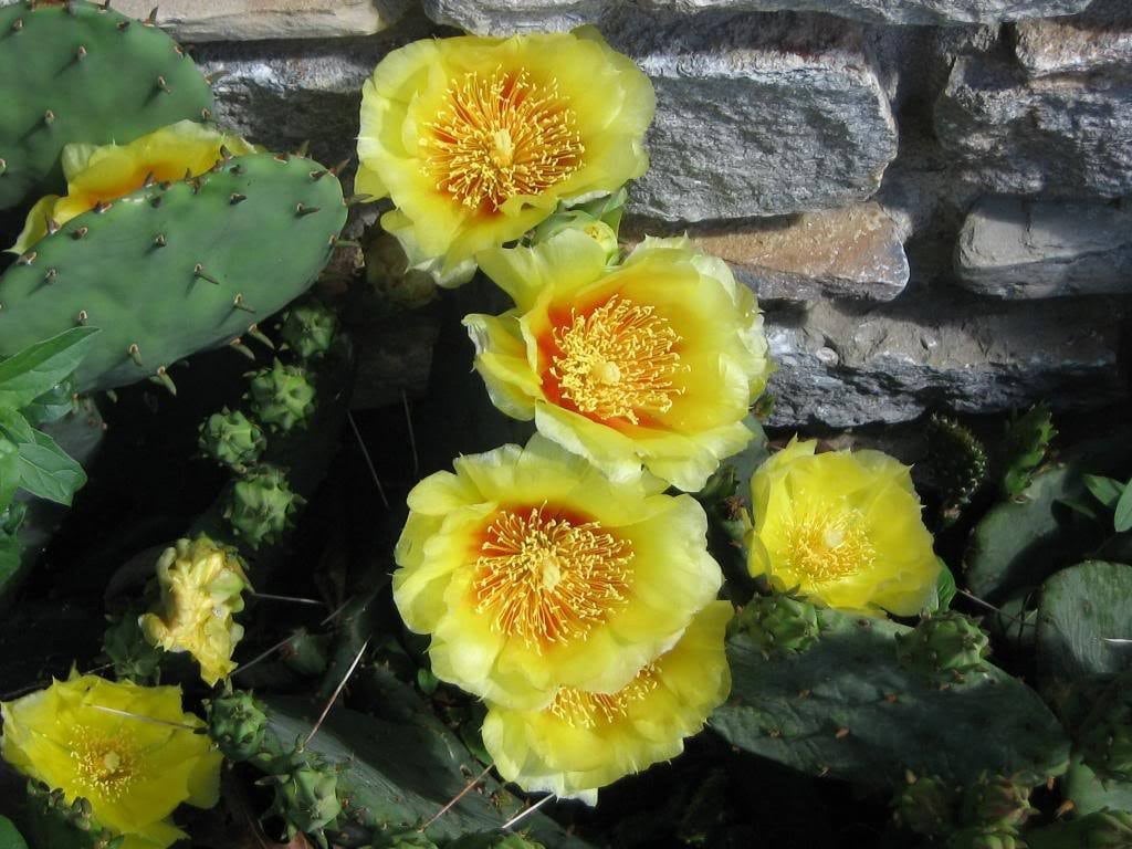 Yellow Prickly Pear (Opuntia ficus-indica) Seeds – 10 ct