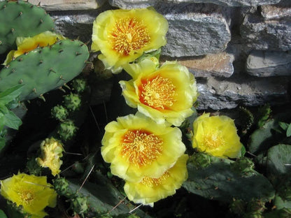 Yellow Prickly Pear (Opuntia ficus-indica) Seeds – 10 ct