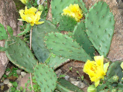 Yellow Prickly Pear (Opuntia ficus-indica) Seeds – 10 ct