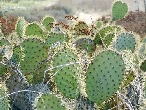Yellow Prickly Pear (Opuntia ficus-indica) Seeds – 10 ct