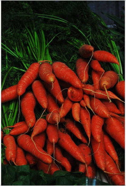 1500 Little Fingers Carrot (Daucus Carota) Seeds