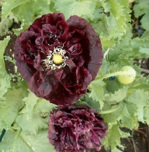 250 Black Peony Poppy (Papaver Peoniflorum) Seeds
