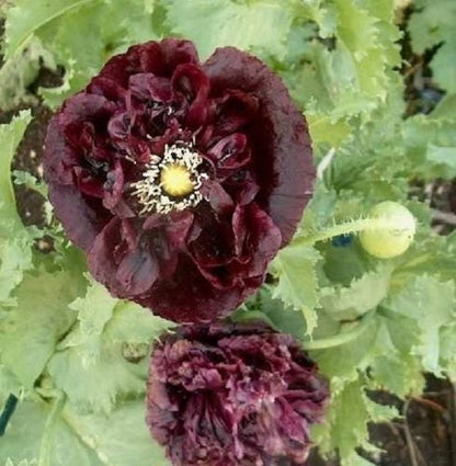 250 Black Peony Poppy (Papaver Peoniflorum) Seeds
