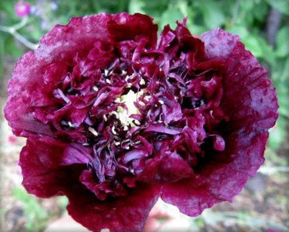 250 Black Peony Poppy (Papaver Peoniflorum) Seeds