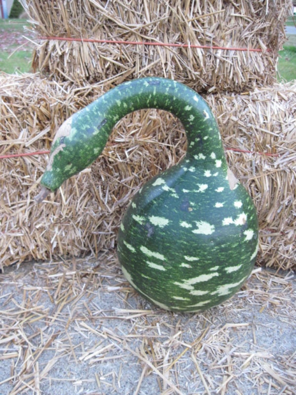 15 Gooseneck/Bottle/Swan Gourd (Lagenaria Siceraria) Seeds