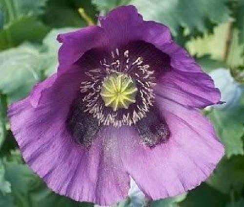 400 Persian Blue Poppy (Papaver Somniferum) Seeds