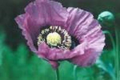 400 Persian Blue Poppy (Papaver Somniferum) Seeds