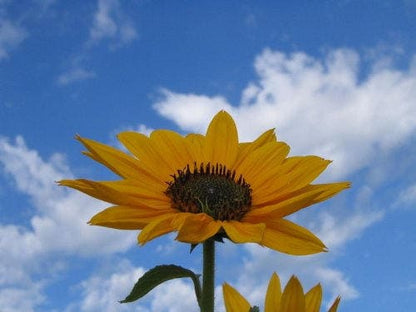 50 Skyscraper Sunflower (Helianthus Annuus) Seeds