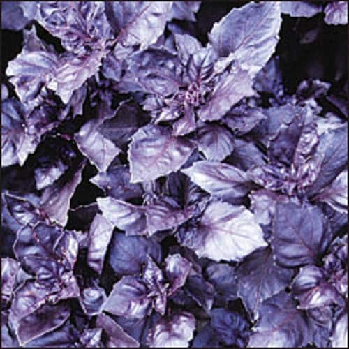 500 Dark Opal Basil (Ocimum Basilicum) Seeds