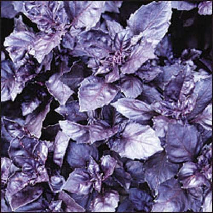 500 Dark Opal Basil (Ocimum Basilicum) Seeds