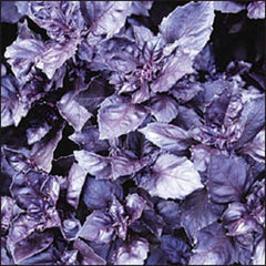 500 Dark Opal Basil (Ocimum Basilicum) Seeds