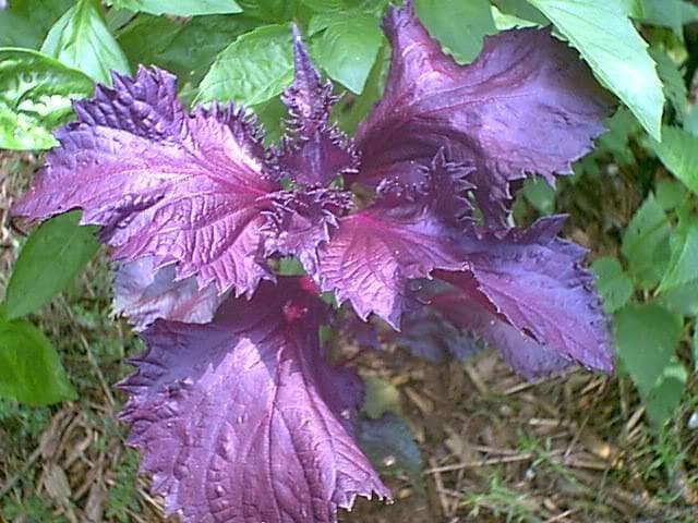 500 Dark Opal Basil (Ocimum Basilicum) Seeds