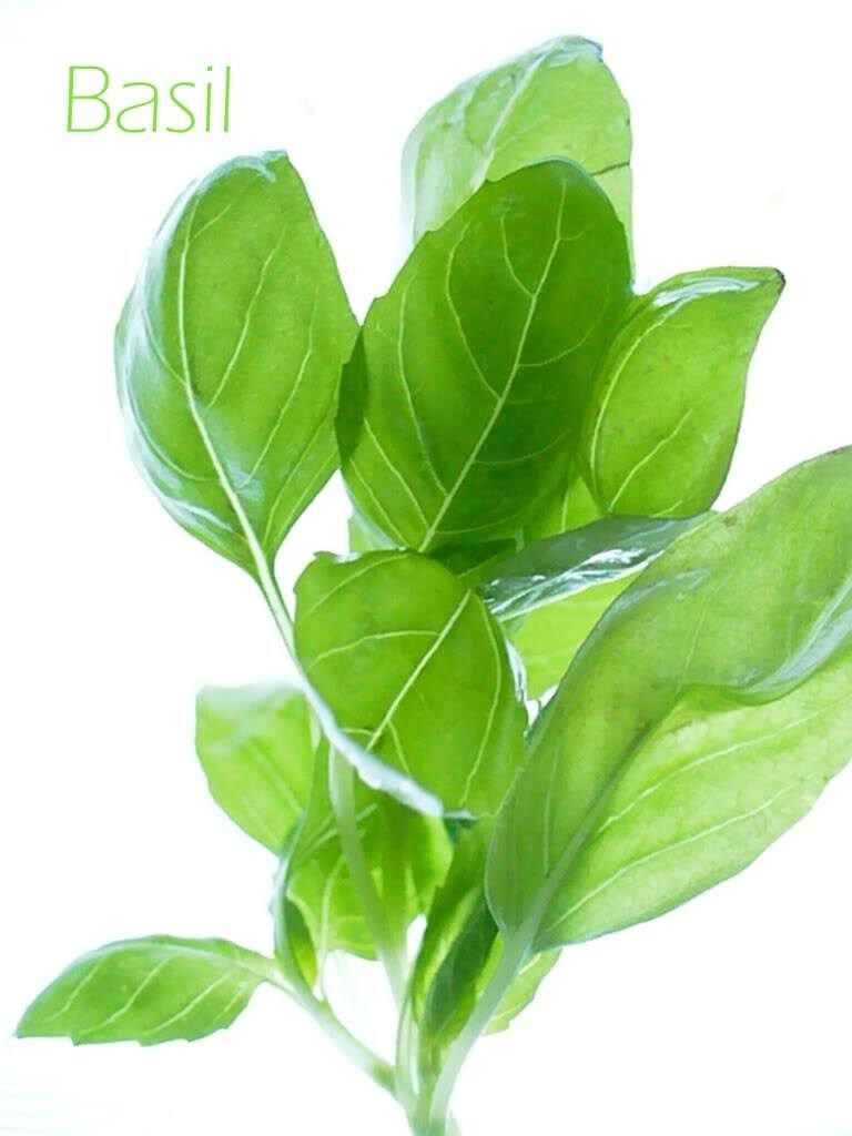 1000 Licorice Basil Ocimum Basilicum HERB Flower Seeds