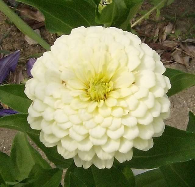 250 Mixed Colors Common GARDEN ZINNIA Elegans Flower Seeds