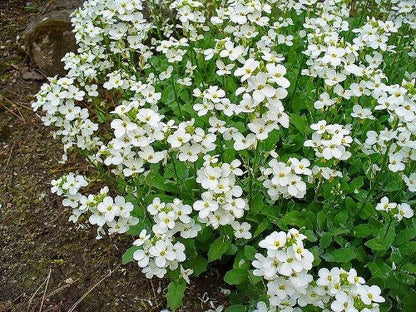 800 White Alpine Rockcress (Arabis Alpina) Seeds