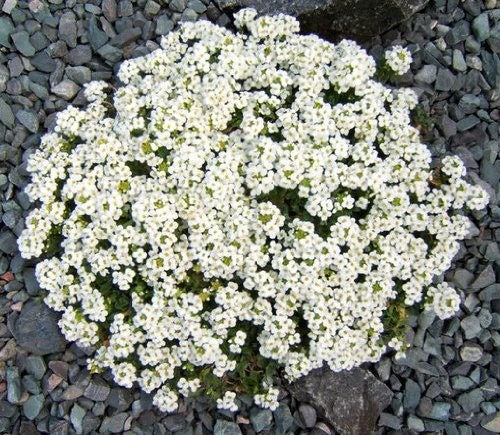 800 White Alpine Rockcress (Arabis Alpina) Seeds