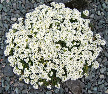800 White Alpine Rockcress (Arabis Alpina) Seeds