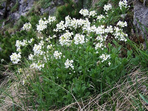 800 White Alpine Rockcress (Arabis Alpina) Seeds