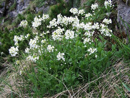 800 White Alpine Rockcress (Arabis Alpina) Seeds